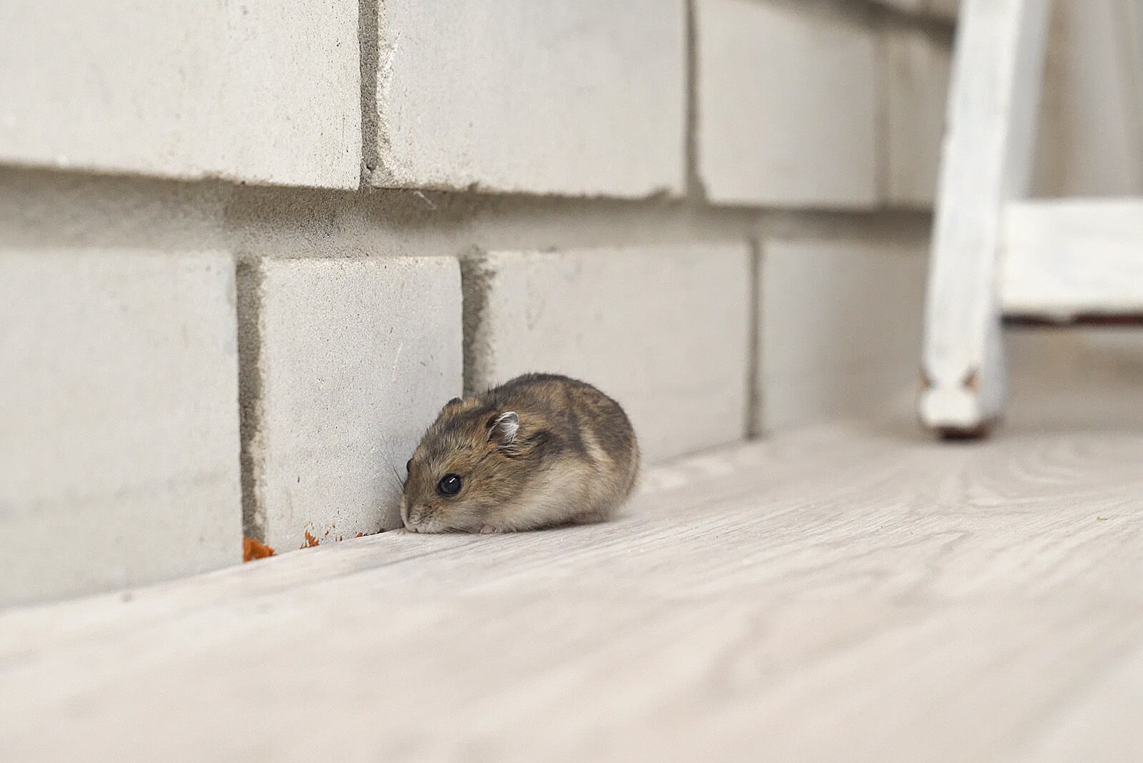 Mouse near wall in home setting, highlighting mouse control issues in Atlanta, GA.