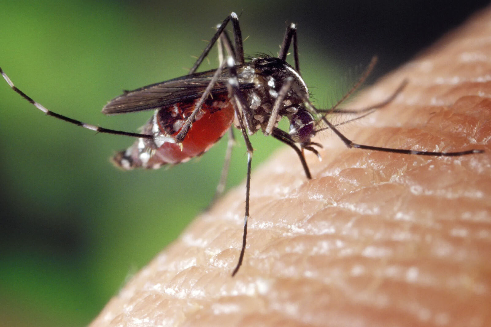 Close-up of a mosquito biting human skin, highlighting potential health risks in Douglasville's humid climate and breeding conditions.