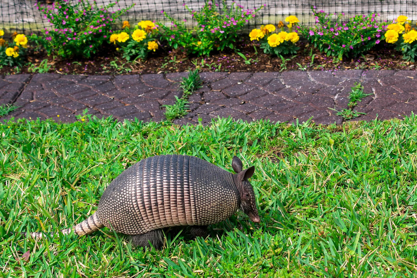 Pest Control - Wildlife Management Armadillos - Atlanta, GA Armadillo foraging in grassy area near flower beds, illustrating wildlife challenges in commercial pest control.