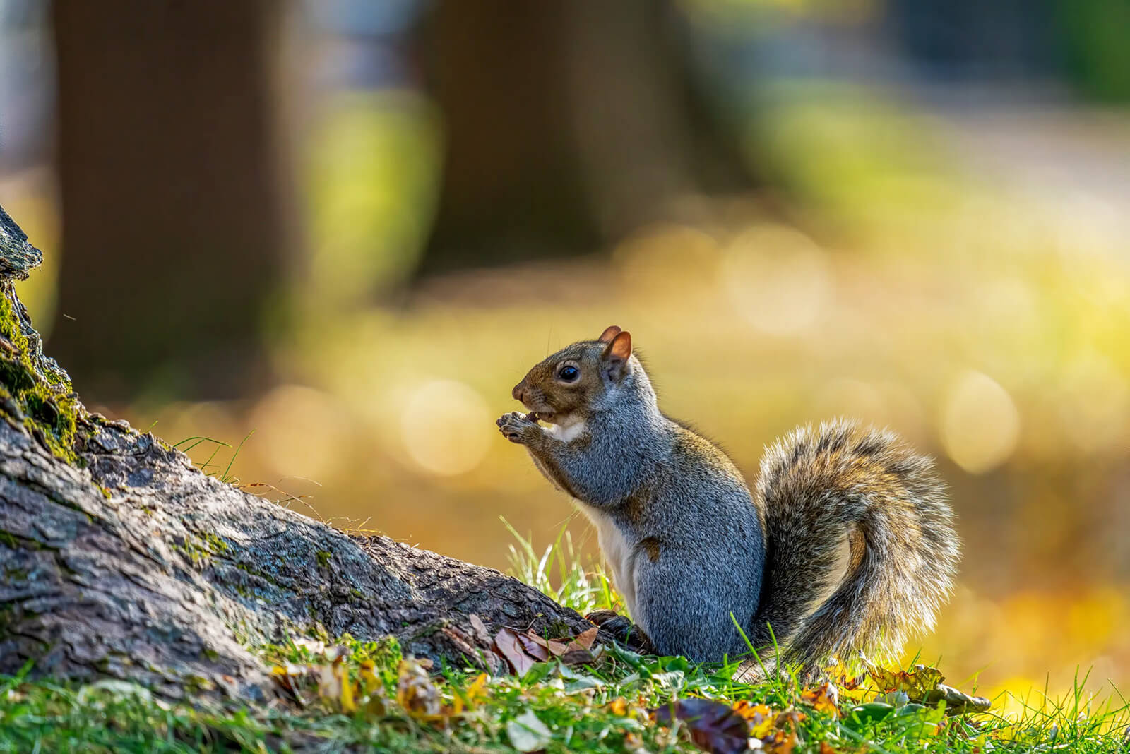 Squirrel sitting on the ground near a tree, representing wildlife management concerns in Douglasville.